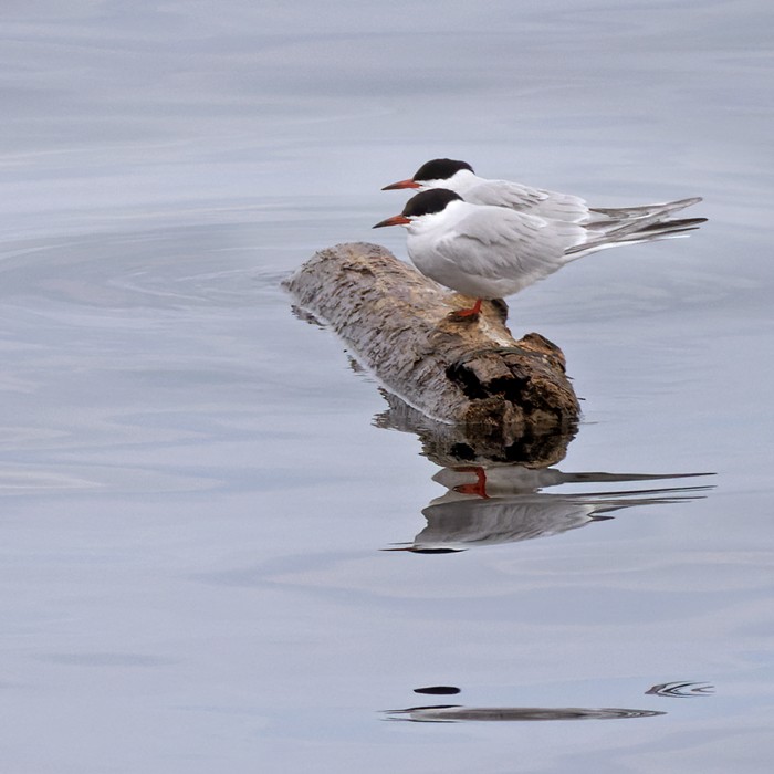Common Tern - Lars Petersson | My World of Bird Photography