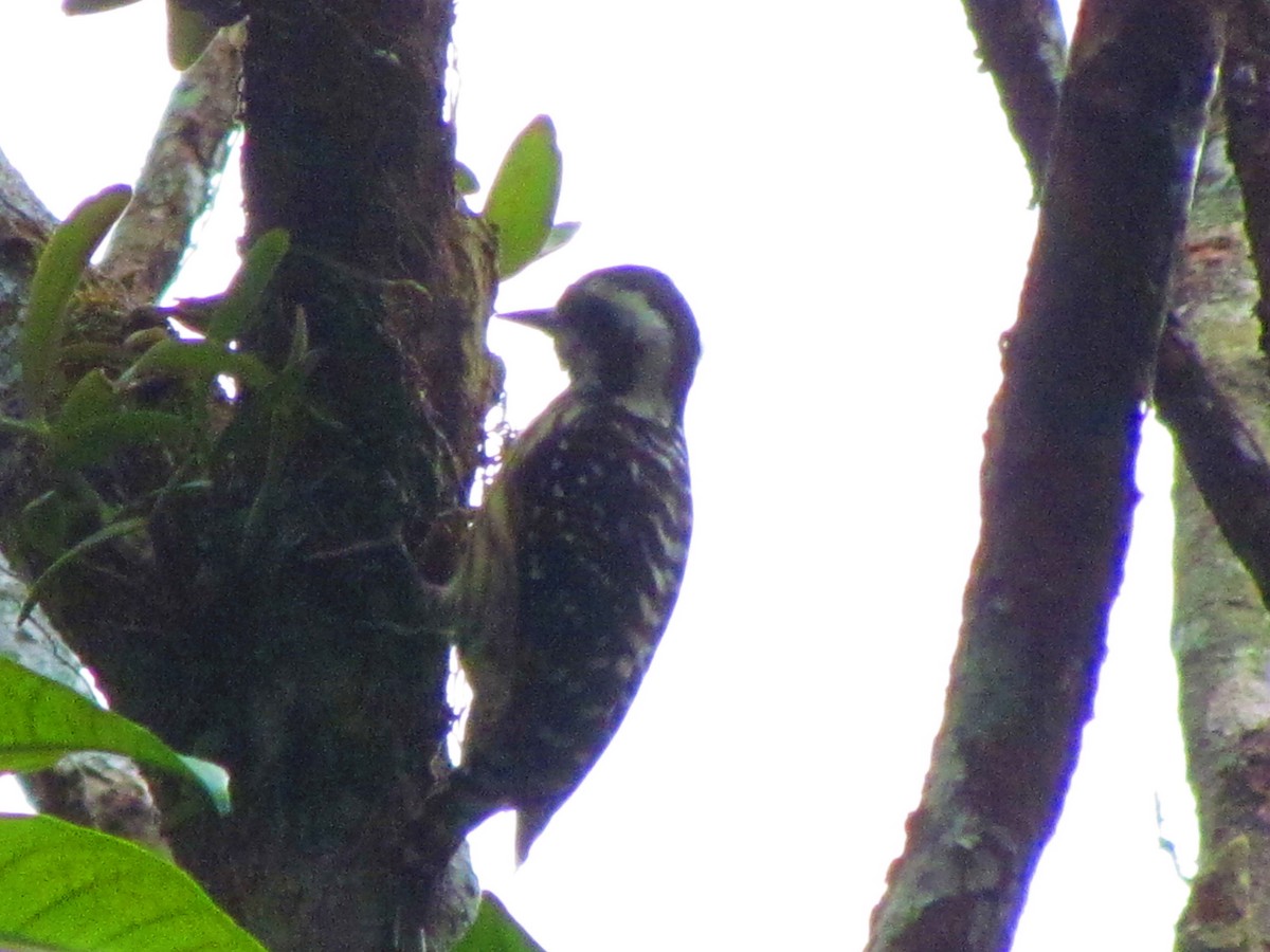 Philippine Pygmy Woodpecker - ML607450481