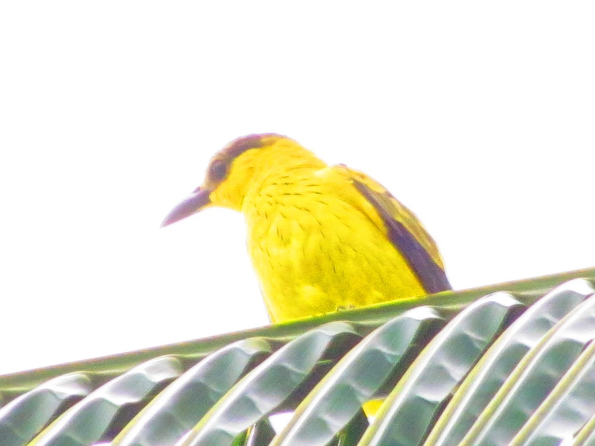 Black-naped Oriole - ML607450501