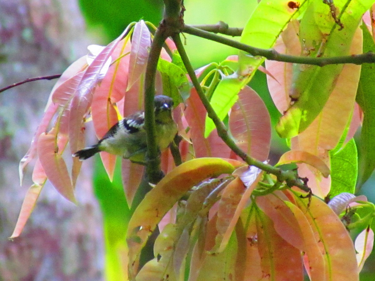 Elegant Tit - ML607450521