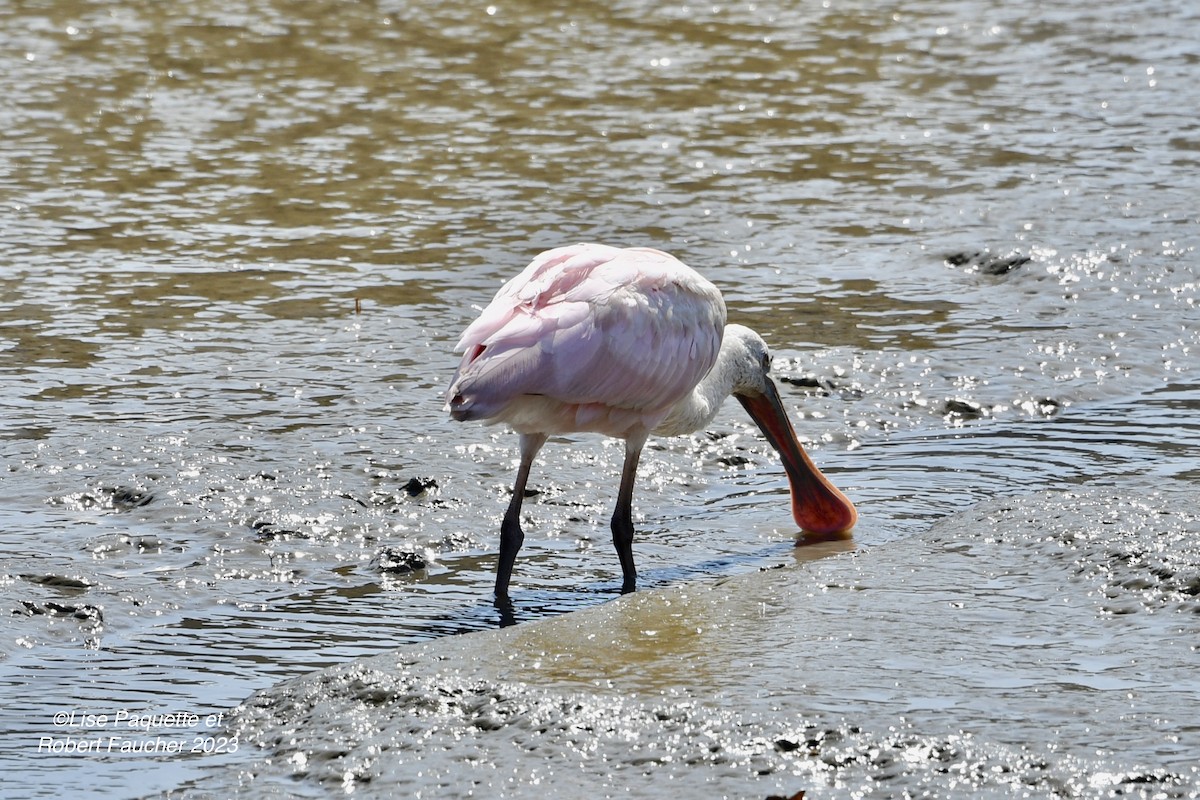 Roseate Spoonbill - Lise Paquette  Robert Faucher