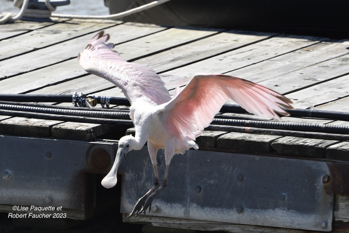 Roseate Spoonbill - Lise Paquette  Robert Faucher