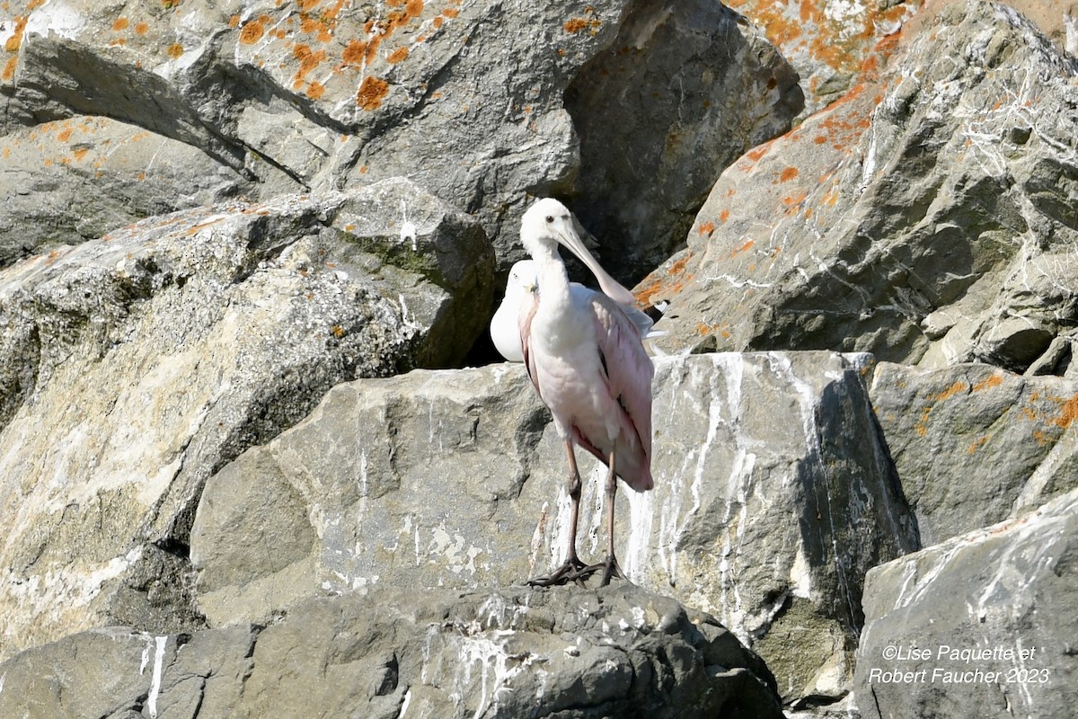 Roseate Spoonbill - Lise Paquette  Robert Faucher