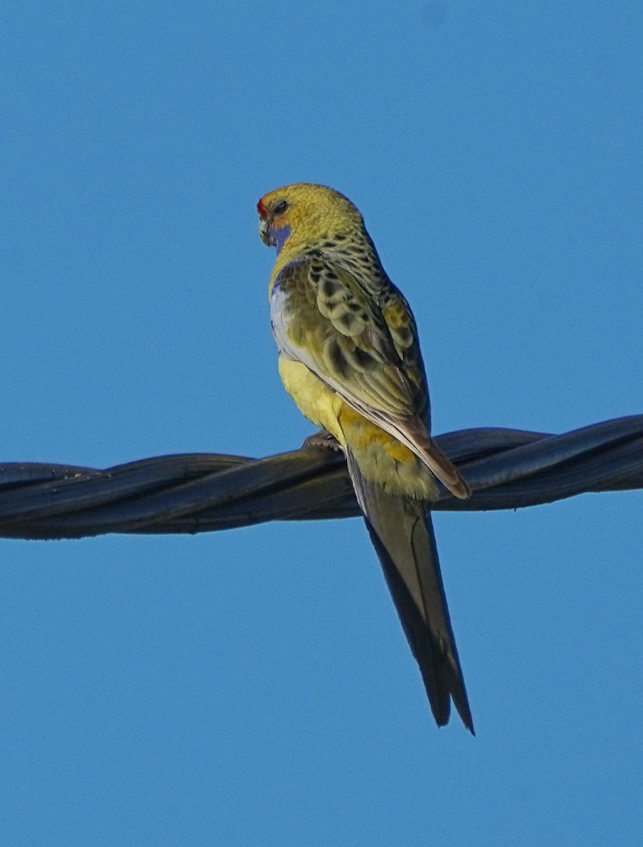 Perruche de Pennant (flaveolus) - ML607450921
