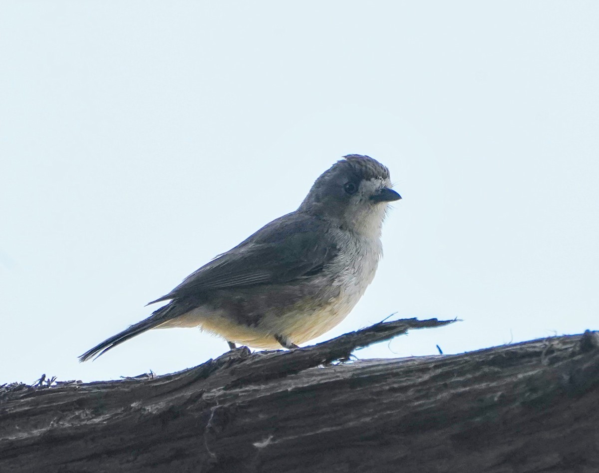 Southern Whiteface - ML607451081