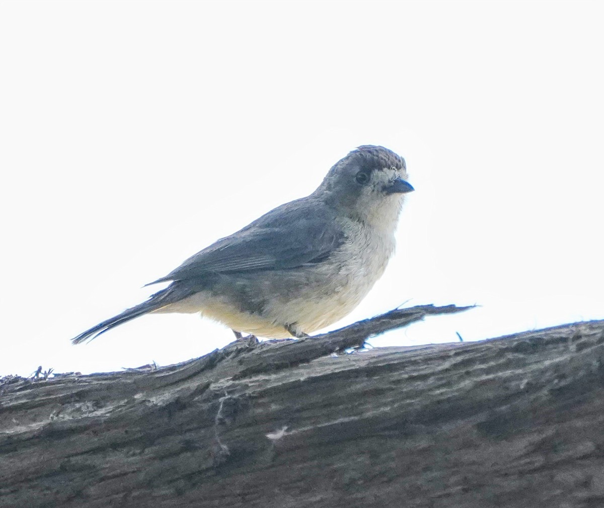Southern Whiteface - ML607451101