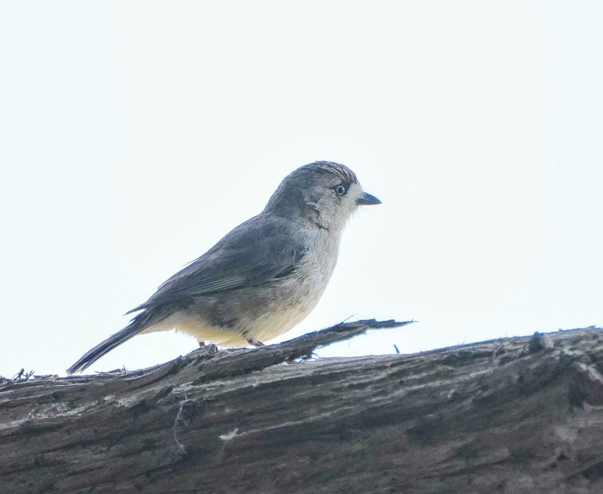 Southern Whiteface - ML607451111