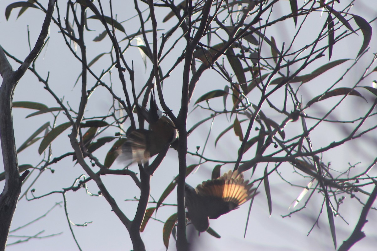 Varied Sittella - Steve  McIntosh