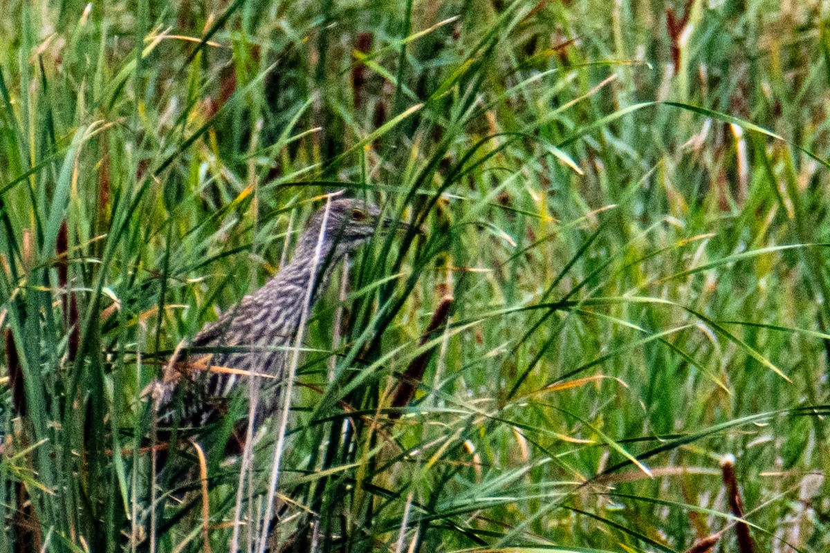 Black-crowned Night Heron - ML607451501