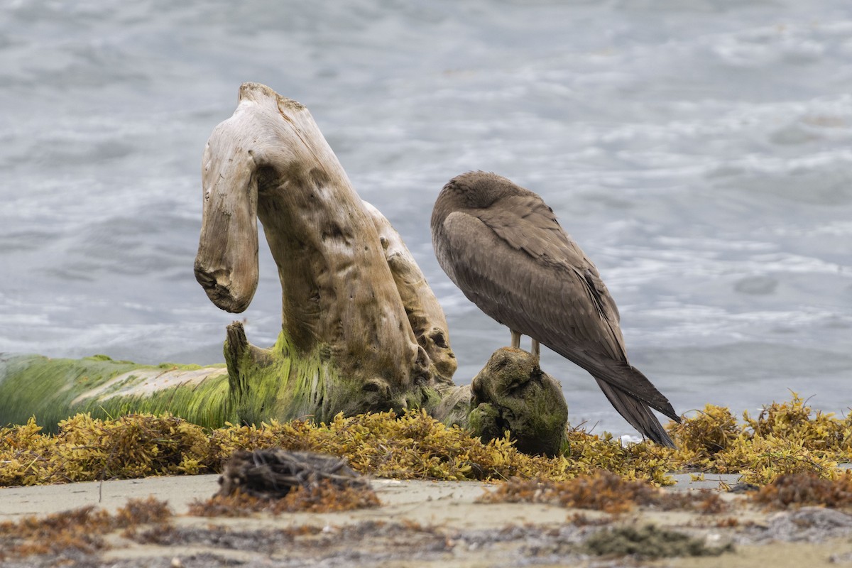 Brown Booby - ML607451761
