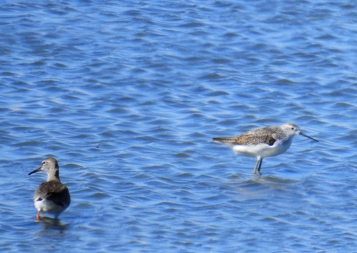 Marsh Sandpiper - ML607451851