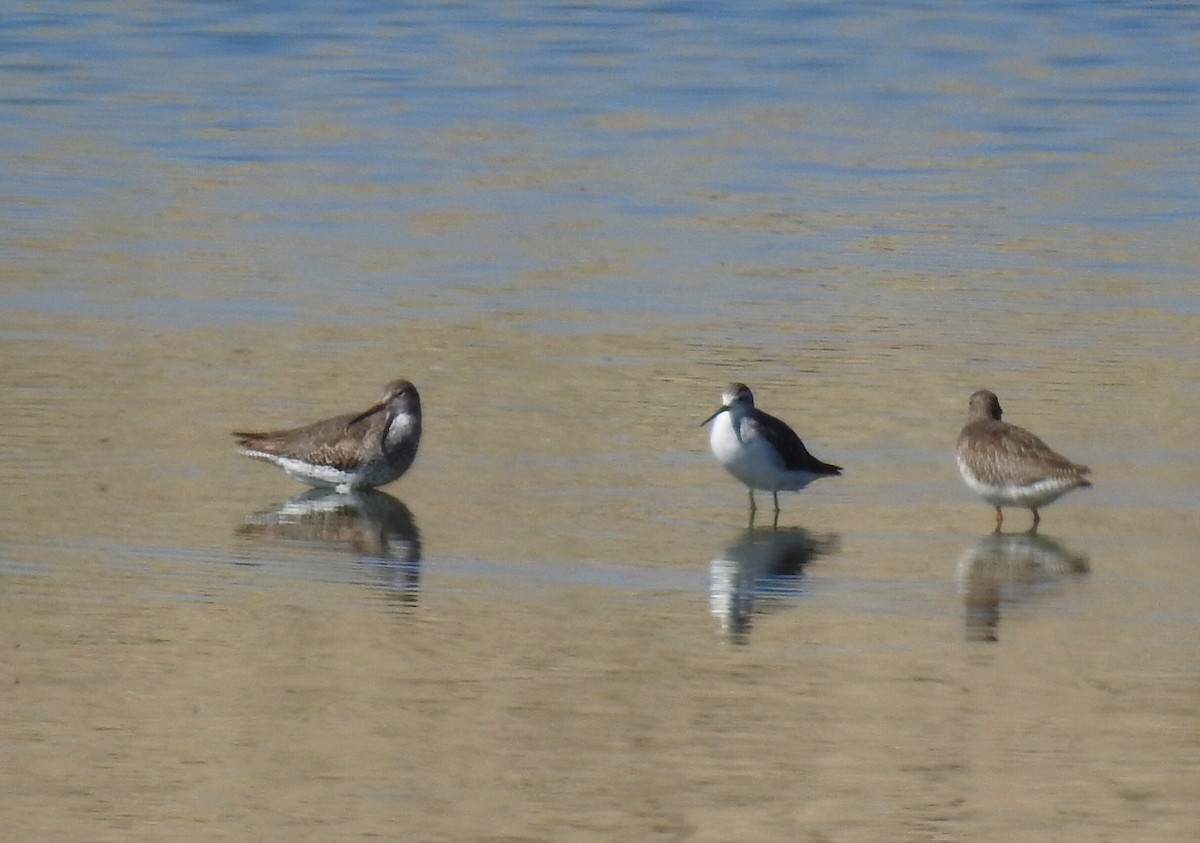 Marsh Sandpiper - ML607451861