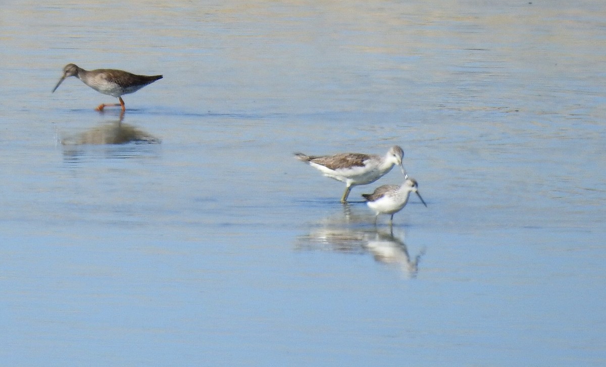 Marsh Sandpiper - ML607451871