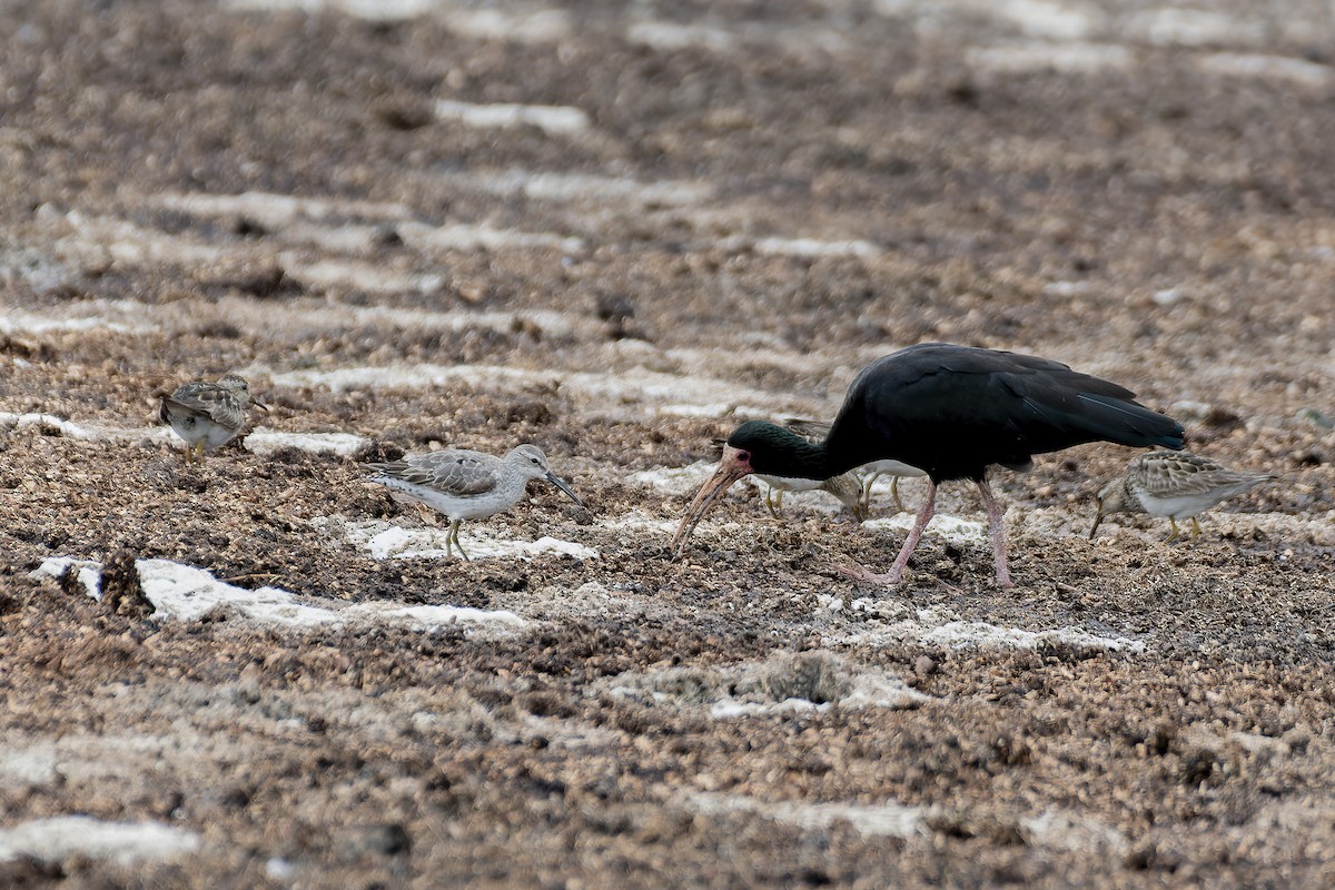 Bindenstrandläufer - ML607452121