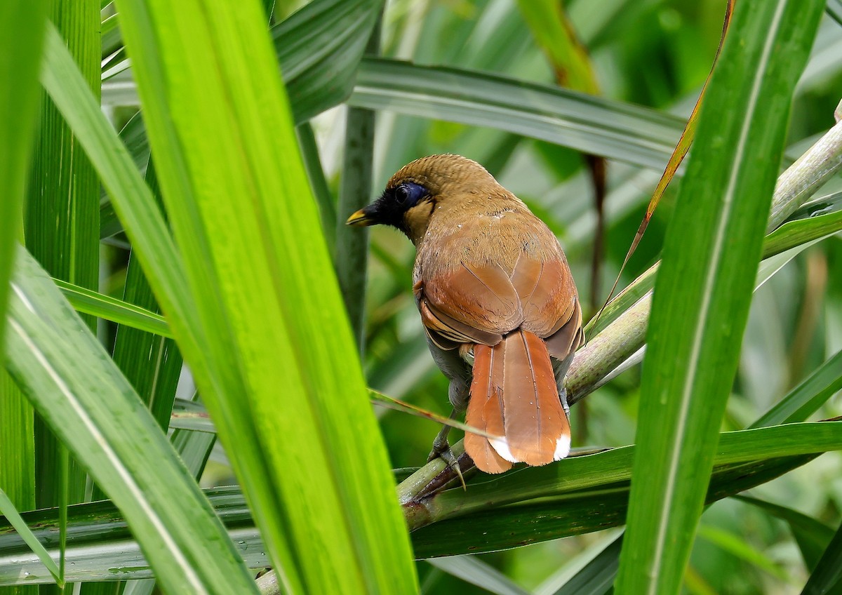 Buffy Laughingthrush - ML607452671