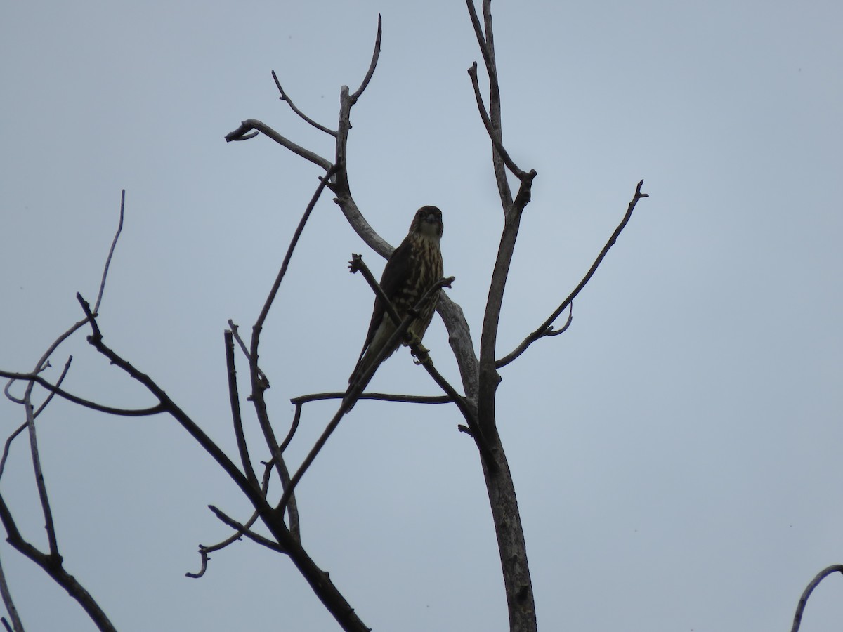 Merlin (columbarius) - ML607452861