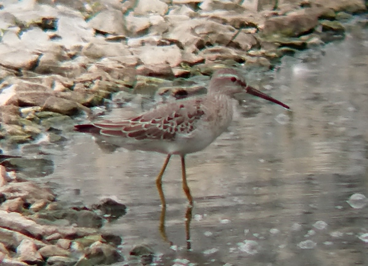 Stilt Sandpiper - ML607453051