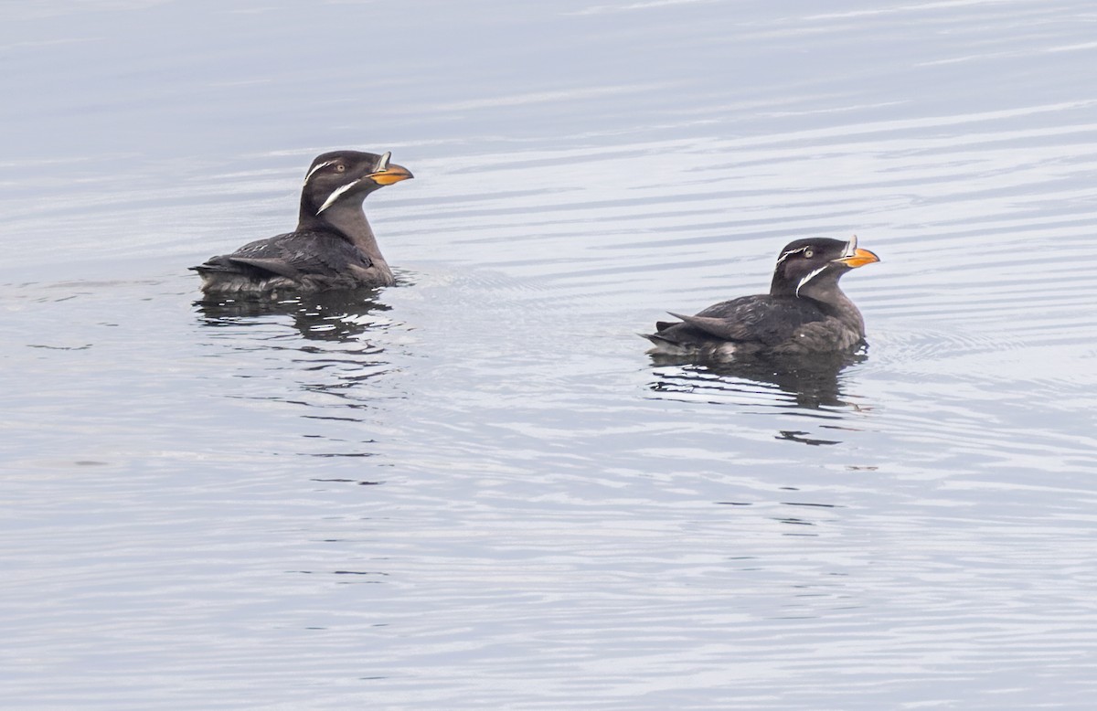 Rhinoceros Auklet - ML607453121