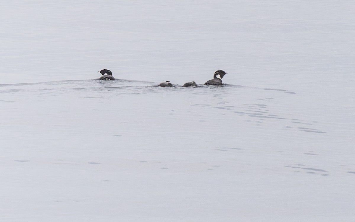 Guillemot à cou blanc - ML607453131