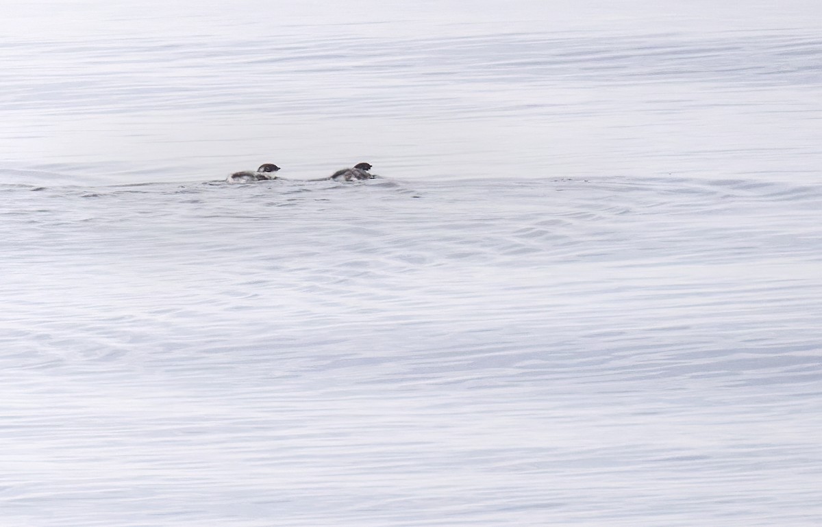 Ancient Murrelet - Lars Petersson | My World of Bird Photography