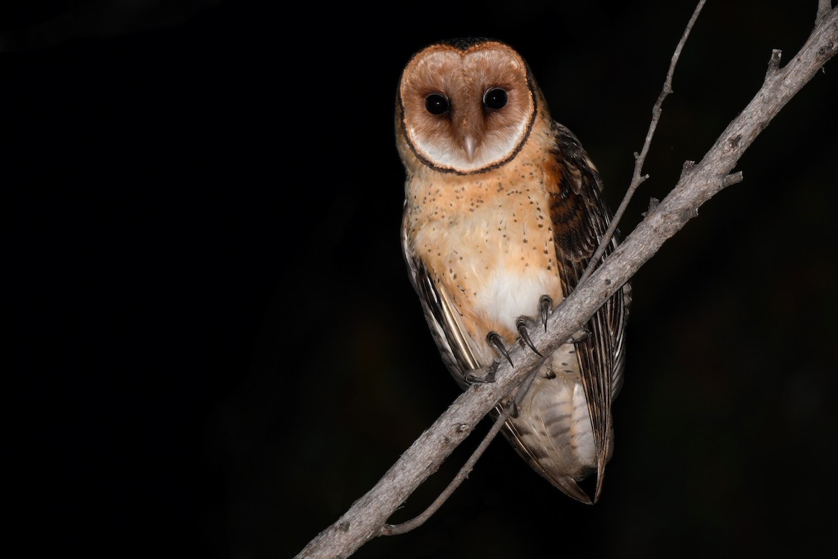 Australian Masked-Owl - ML607453761