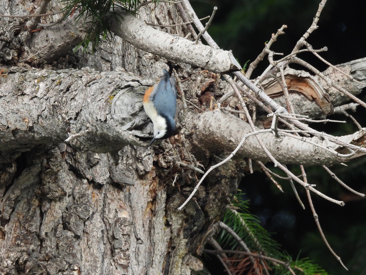 White-cheeked Nuthatch - ML607454641
