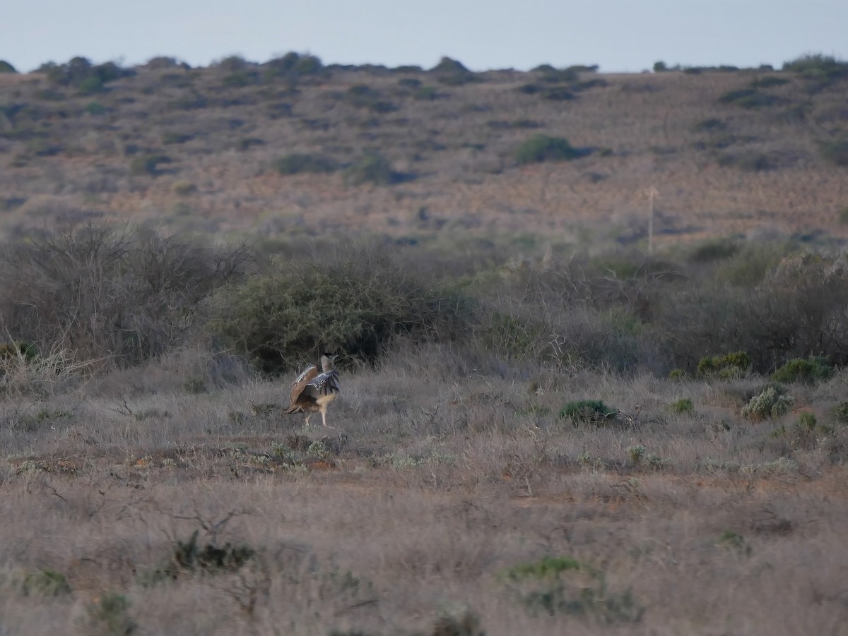 Australian Bustard - ML607455041