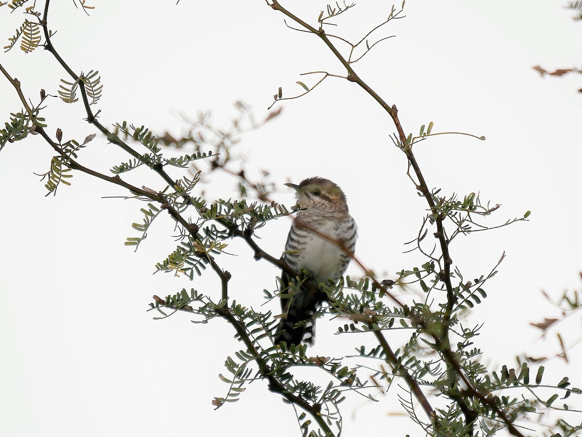 Horsfield's Bronze-Cuckoo - Shelley Altman