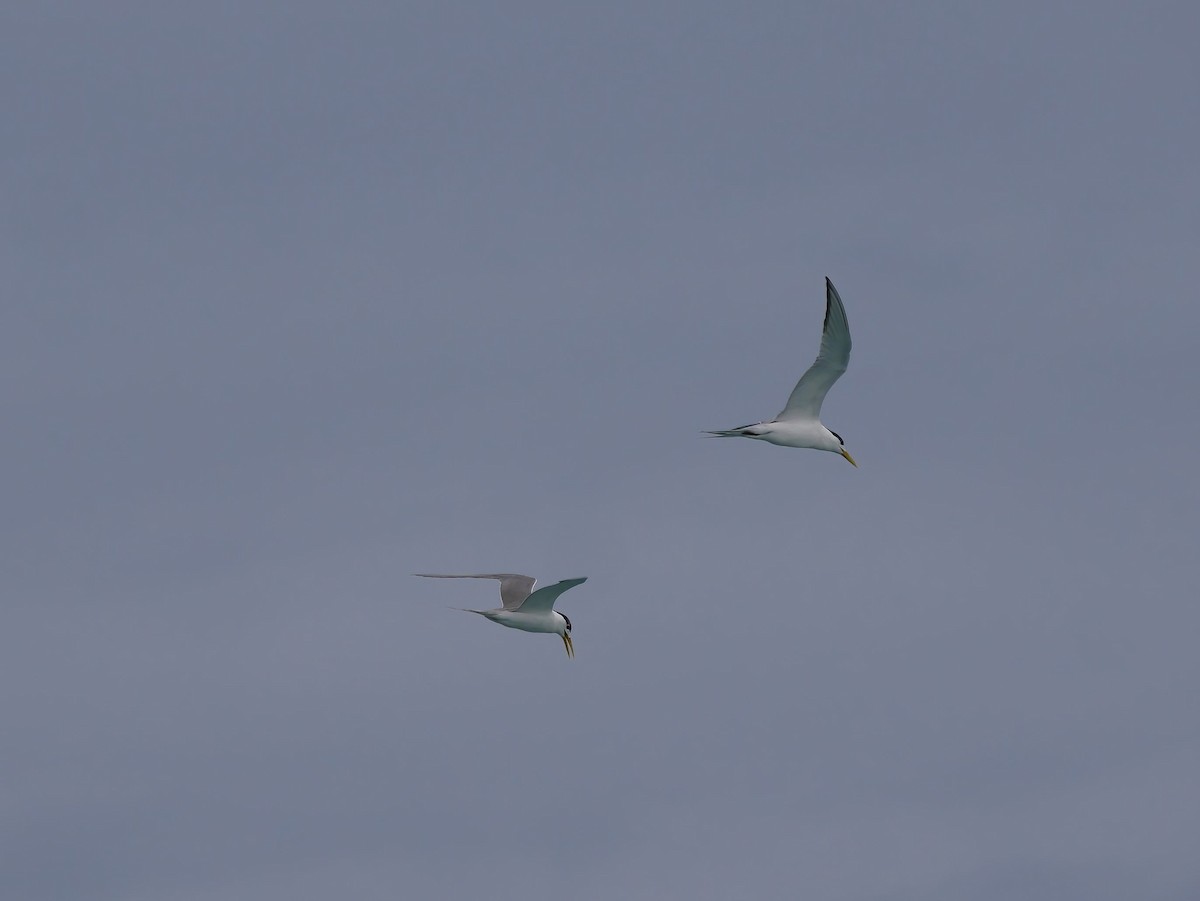 Lesser Crested Tern - Shelley Altman