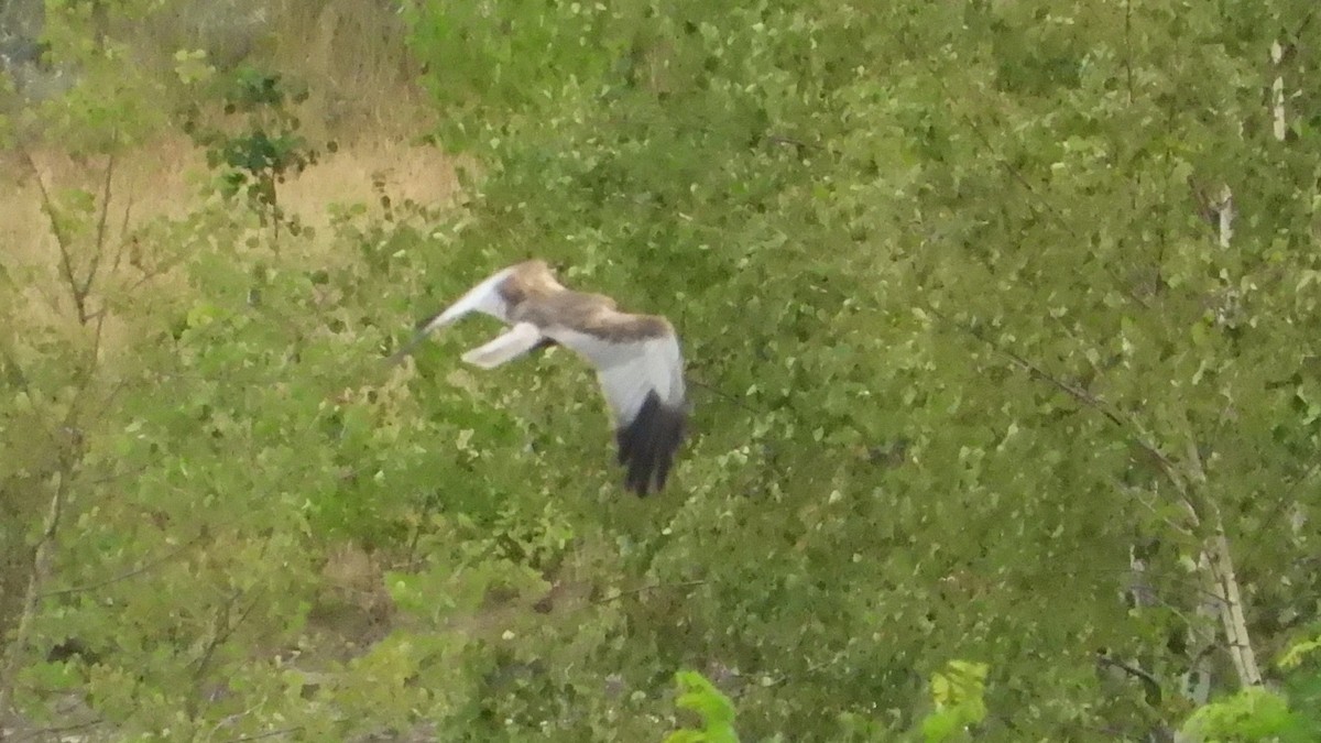 Western Marsh Harrier - ML607456071