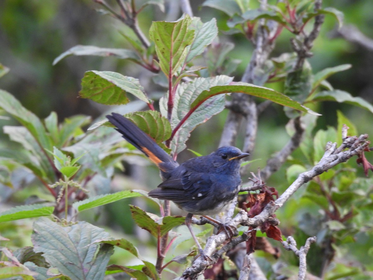 White-bellied Redstart - ML607456271