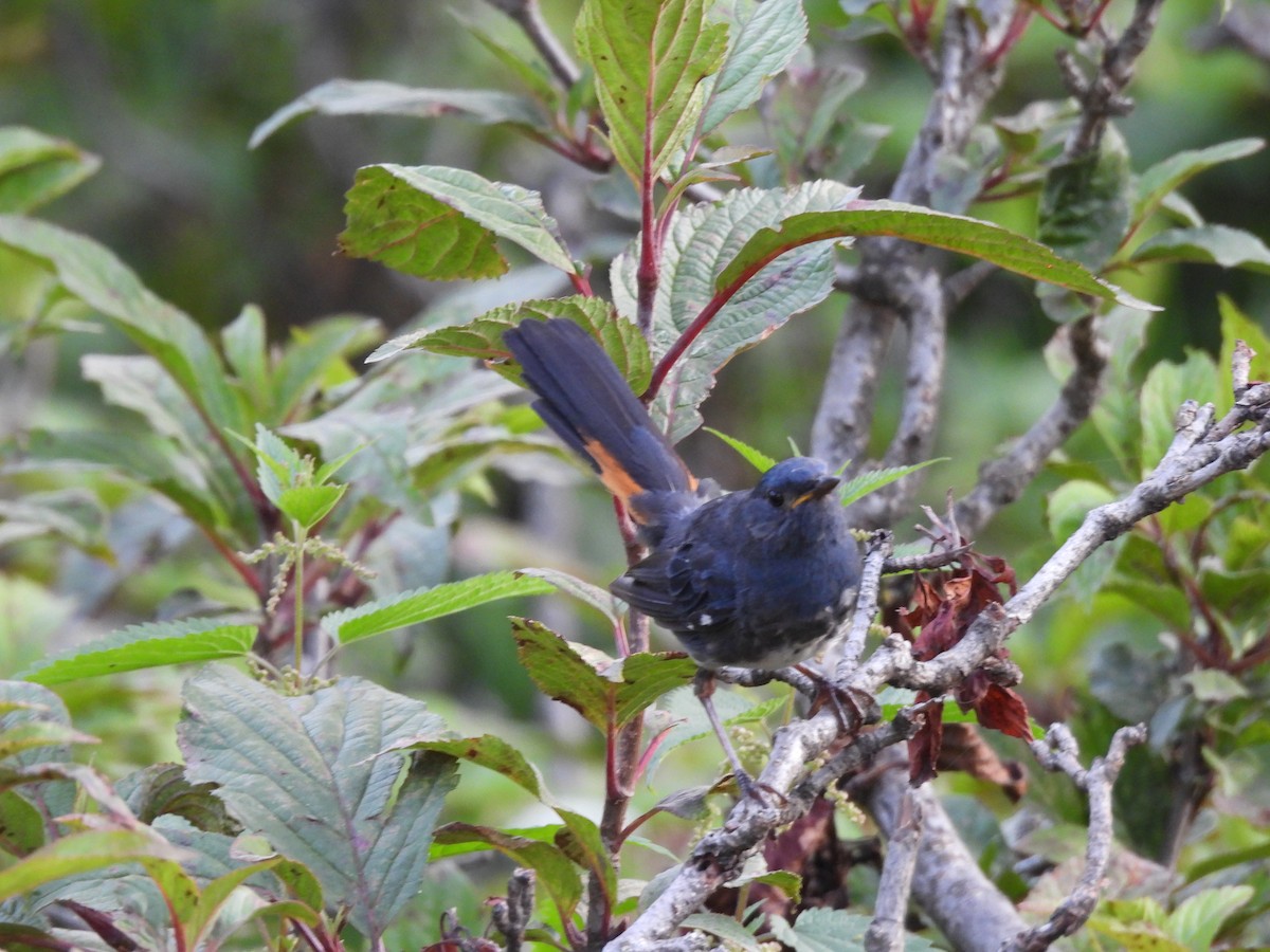 White-bellied Redstart - ML607456281