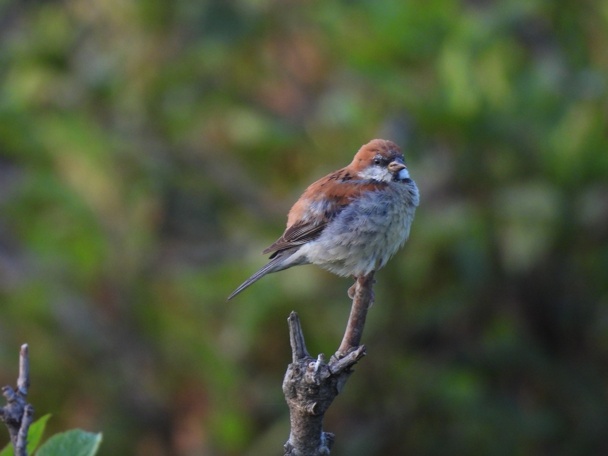 Russet Sparrow - Chandrika Khirani