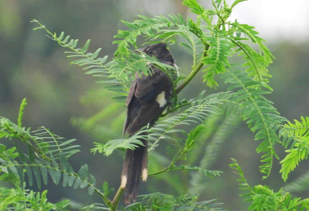 Pied Cuckoo - ML607456631