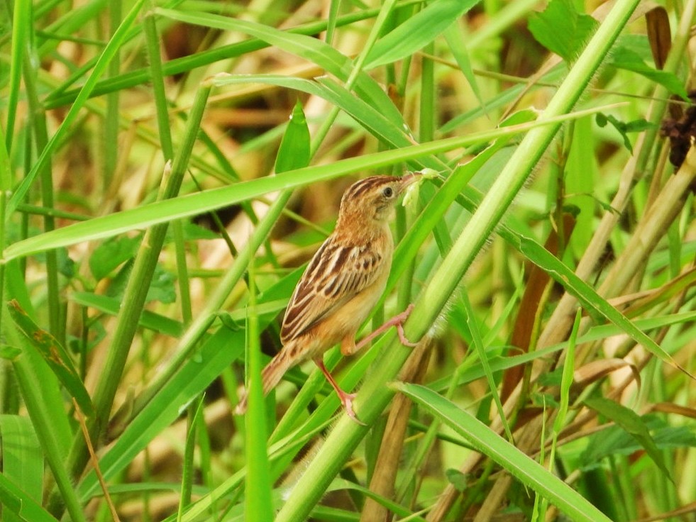 Zitting Cisticola - Chaiti Banerjee