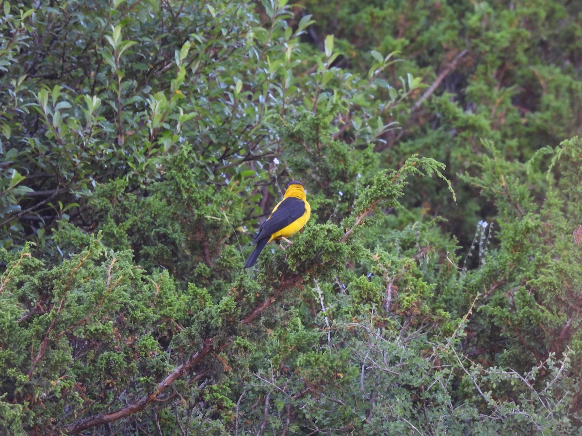 Black-and-yellow Grosbeak - Chandrika Khirani