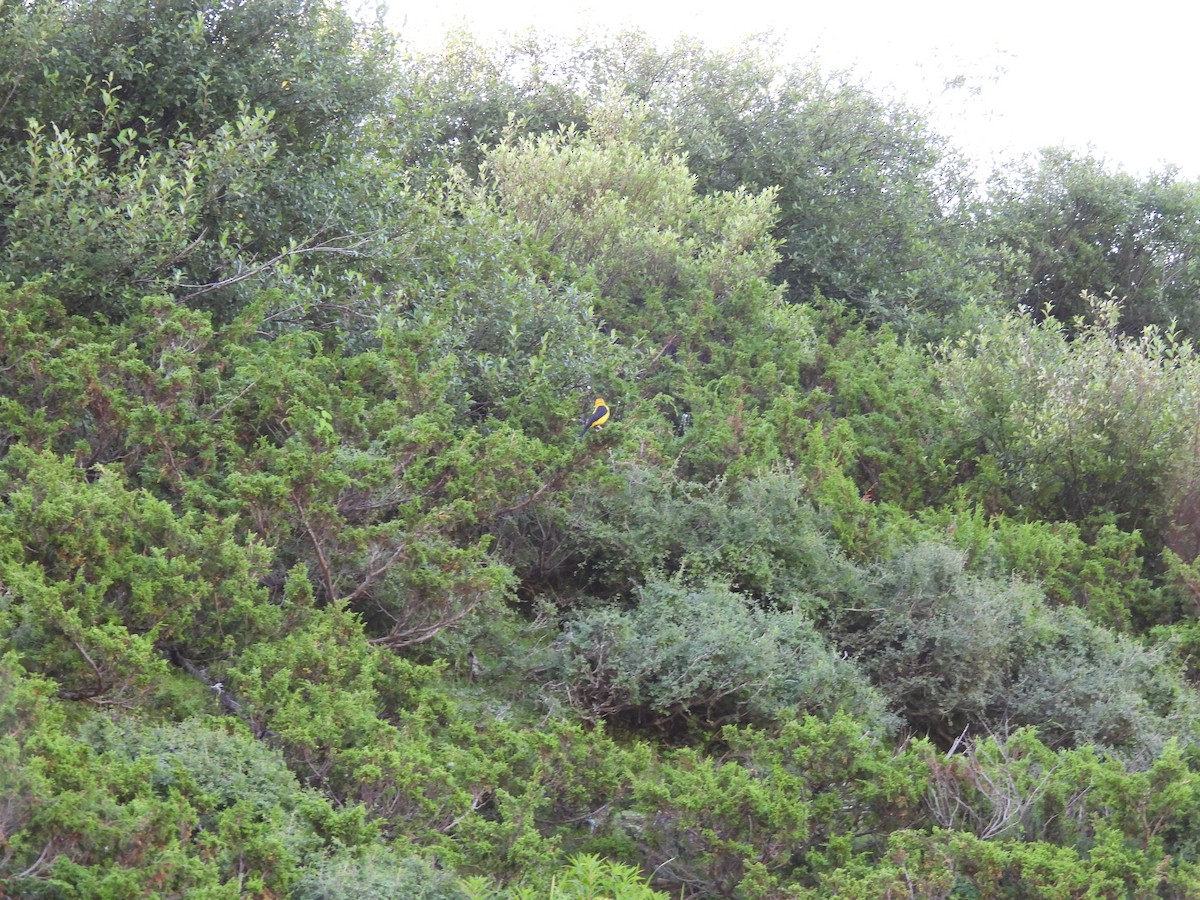 Black-and-yellow Grosbeak - ML607457931