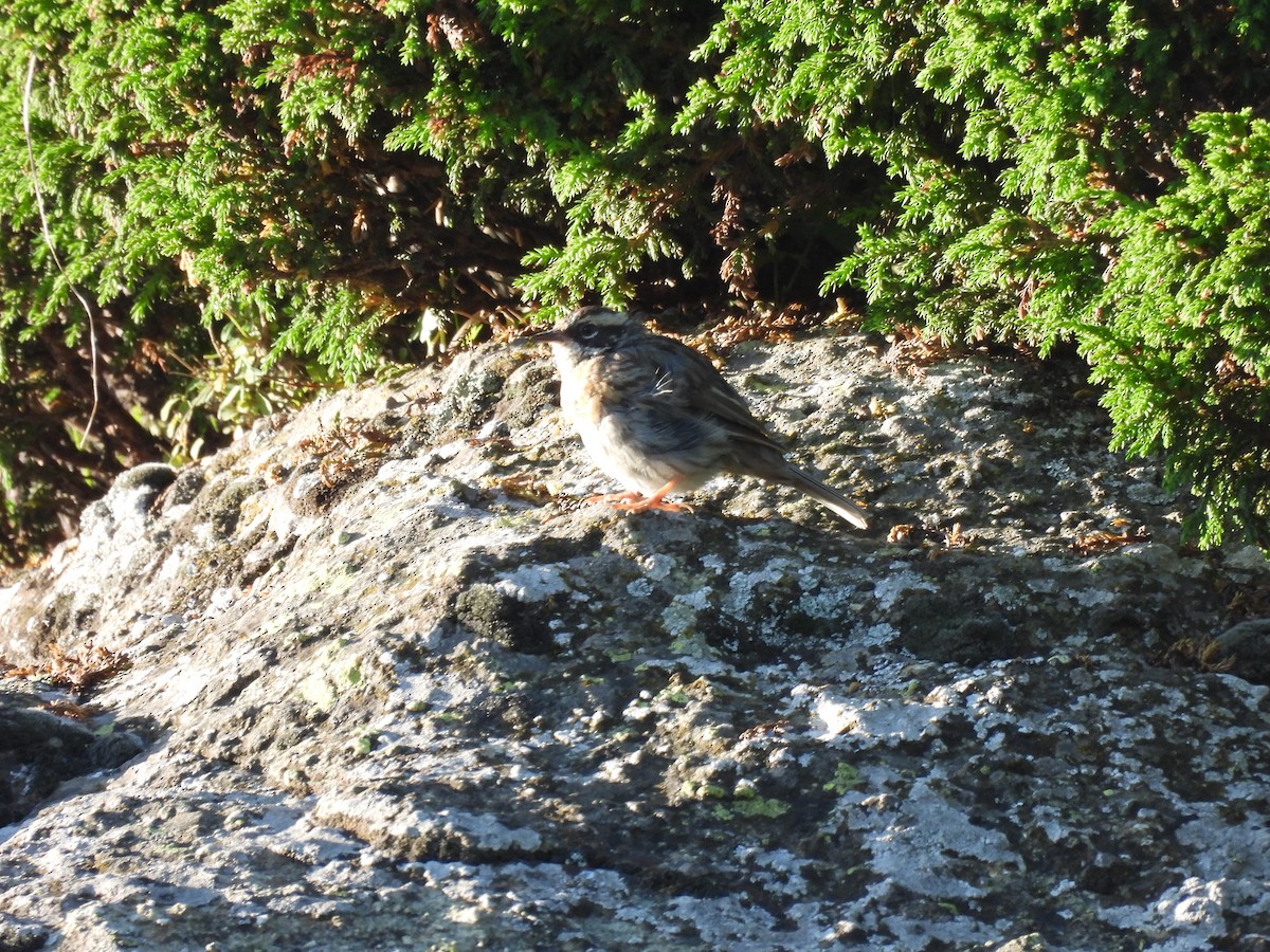 Black-throated Accentor - ML607458181