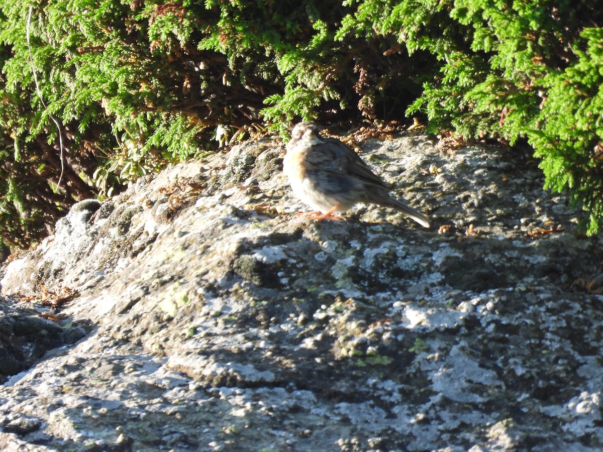 Black-throated Accentor - ML607458191