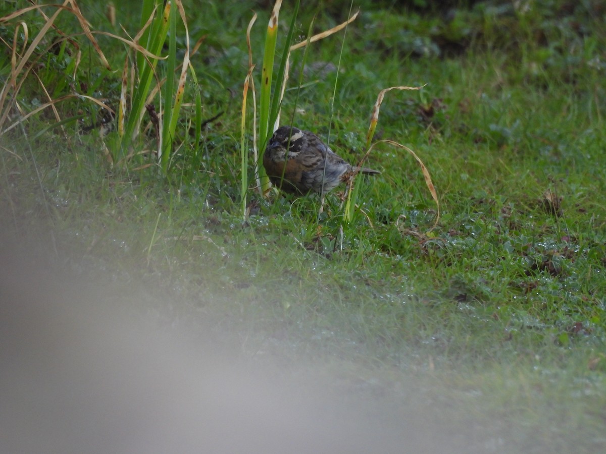 Black-throated Accentor - Chandrika Khirani