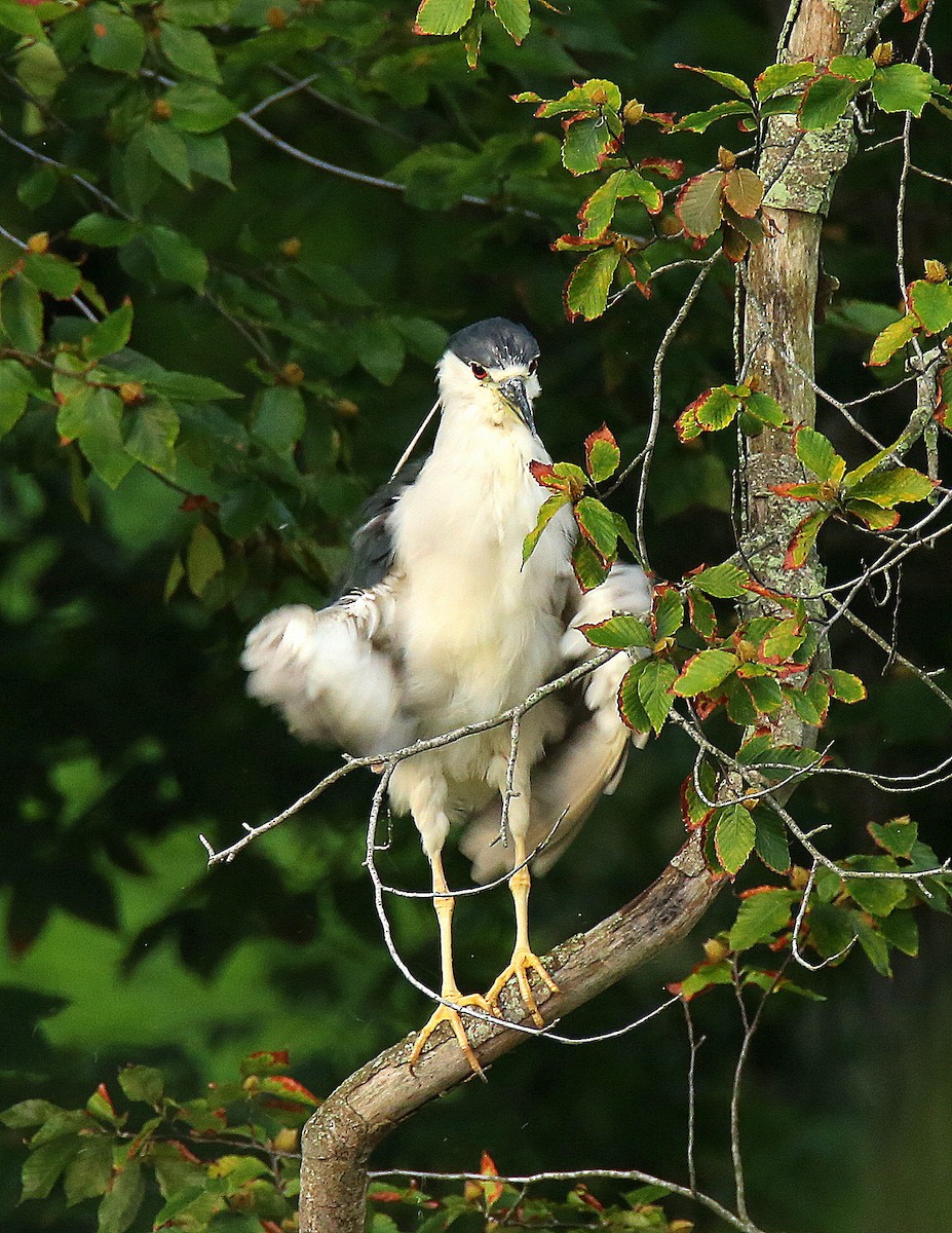 Black-crowned Night Heron - ML607458211