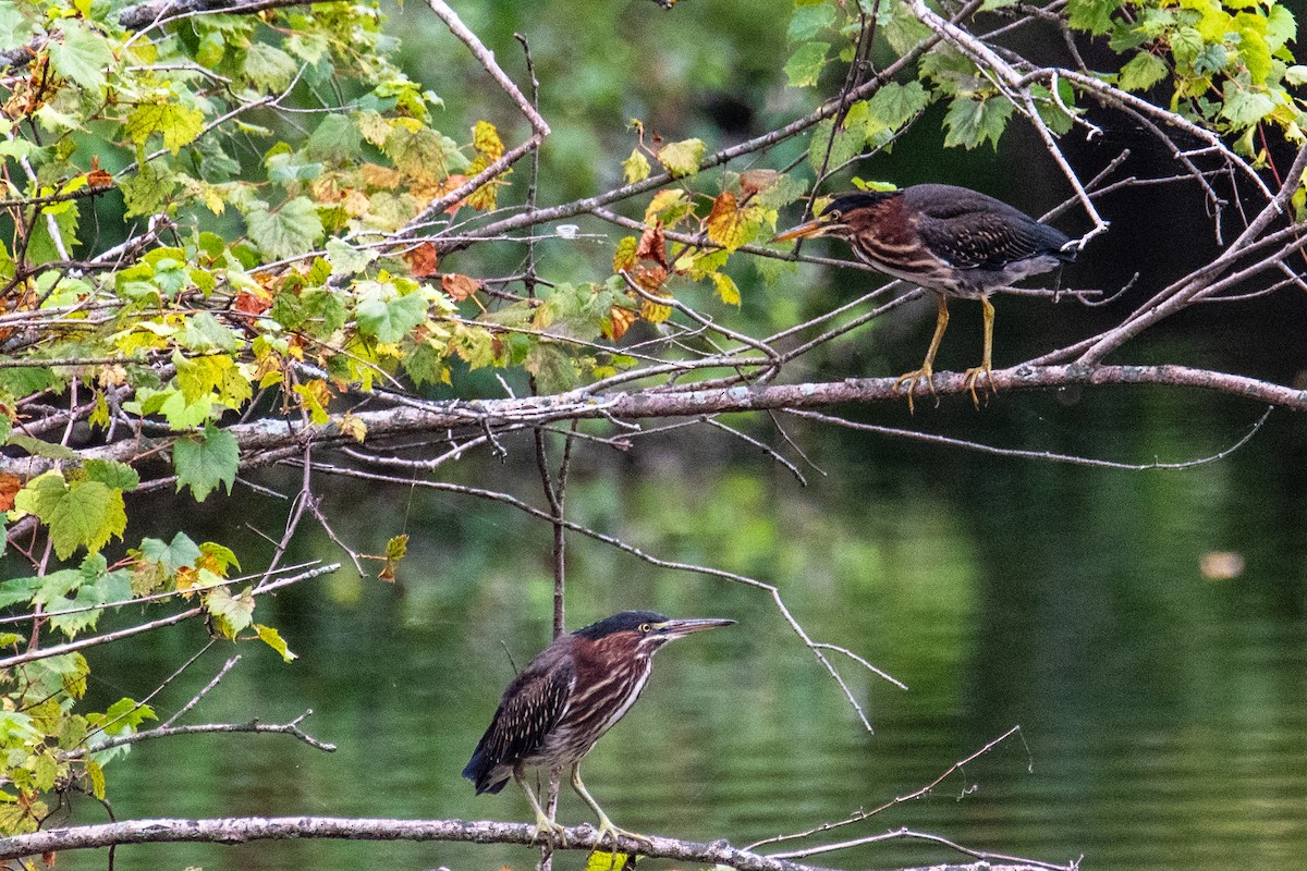 Green Heron - ML607458351