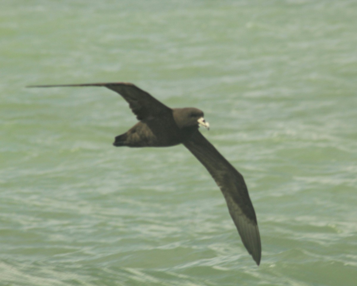 White-chinned Petrel - Guillermo Andreo