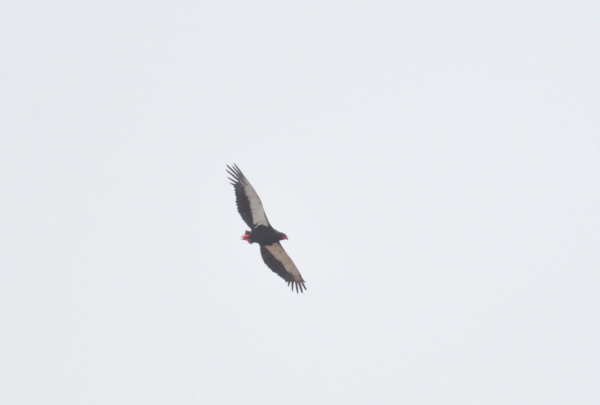 Bateleur - Paul  van Pelt