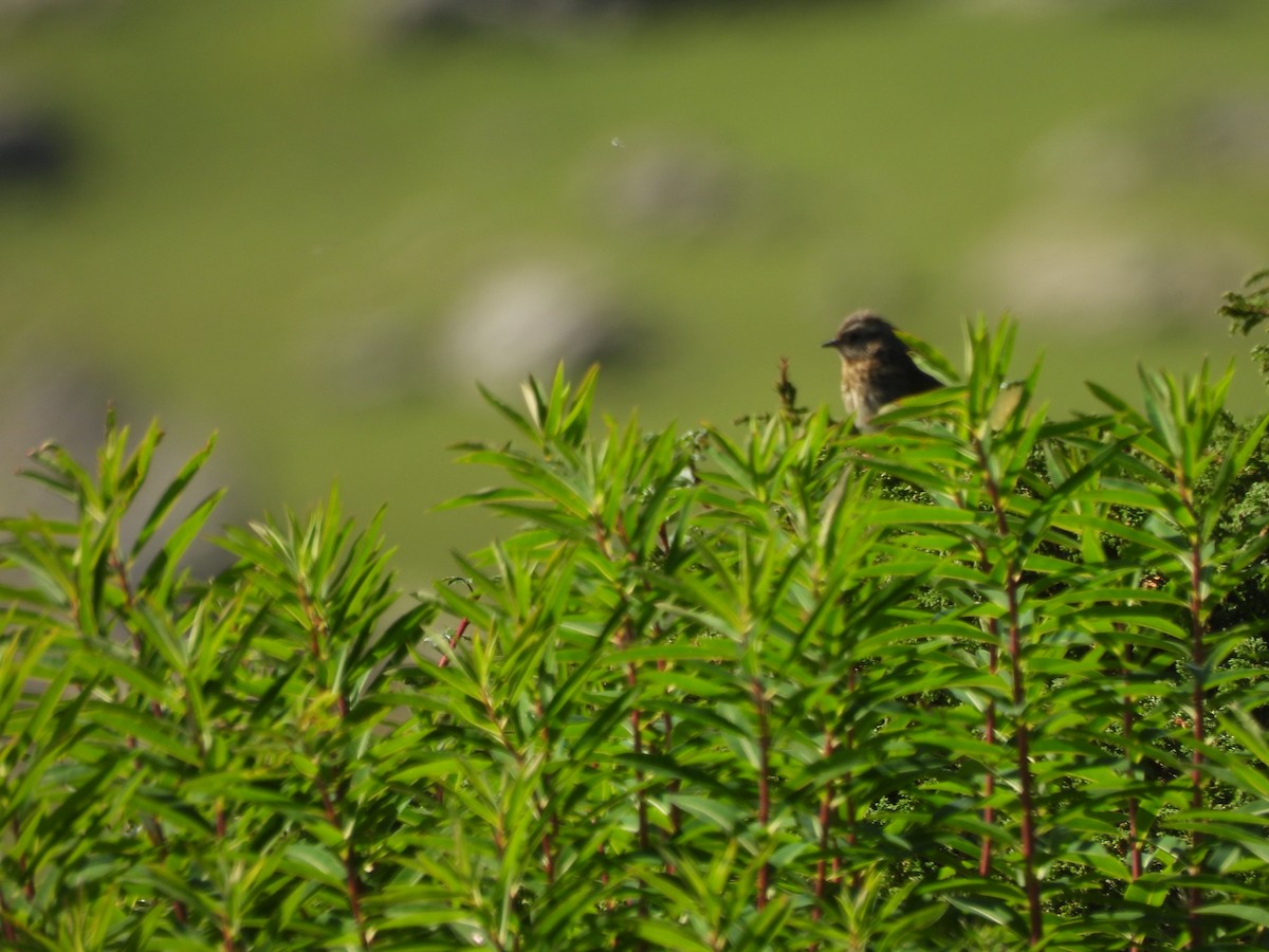 Rufous-breasted Accentor - ML607460931