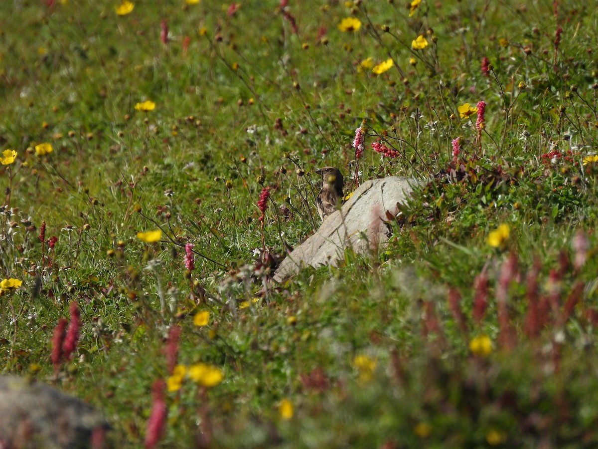 Plain Mountain Finch - ML607461221