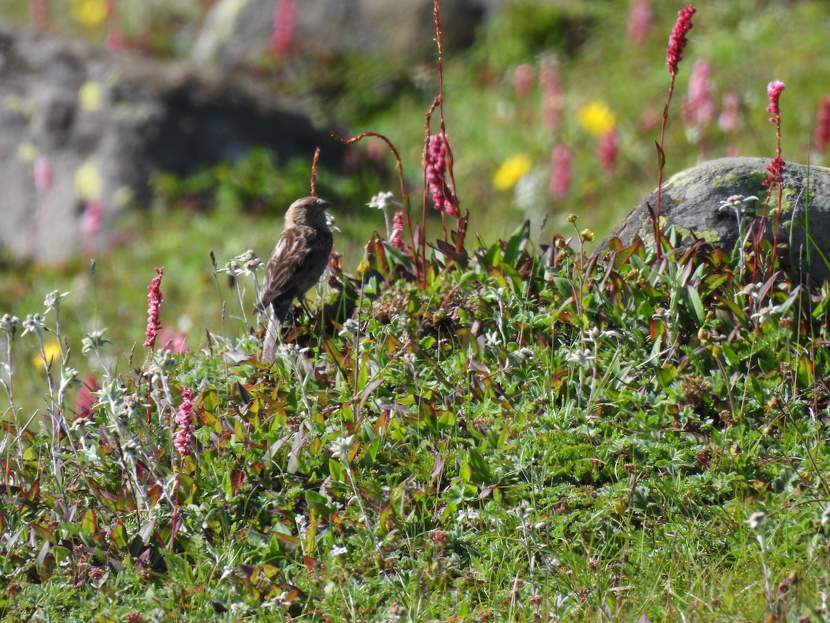 Plain Mountain Finch - Chandrika Khirani