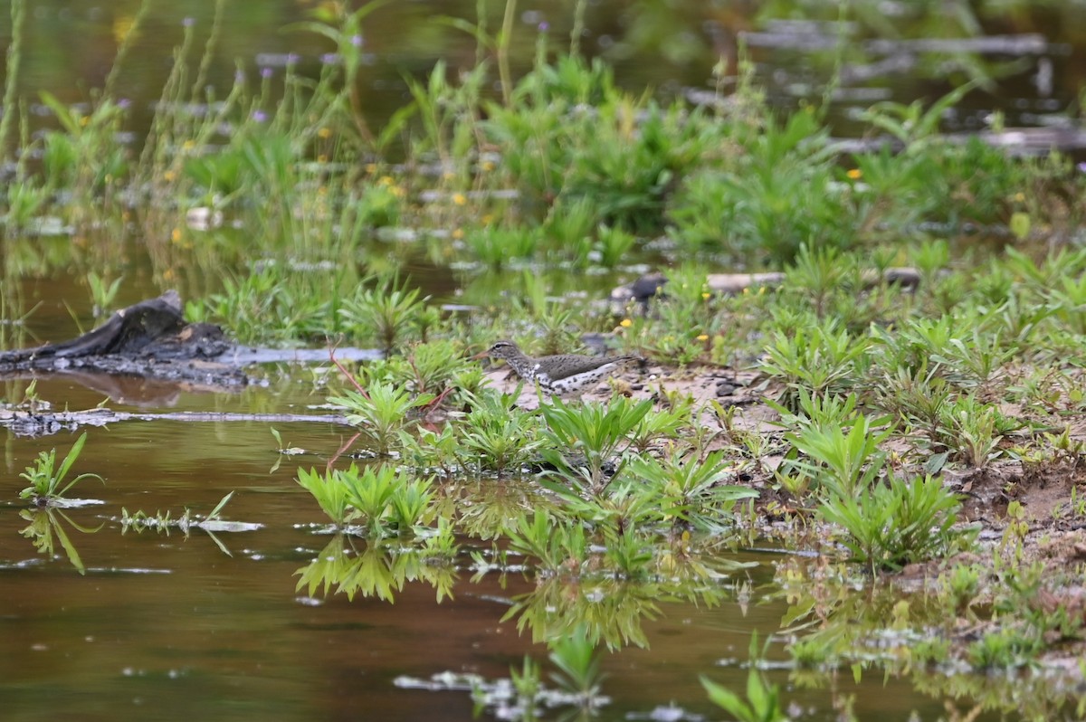 Spotted Sandpiper - ML607461851