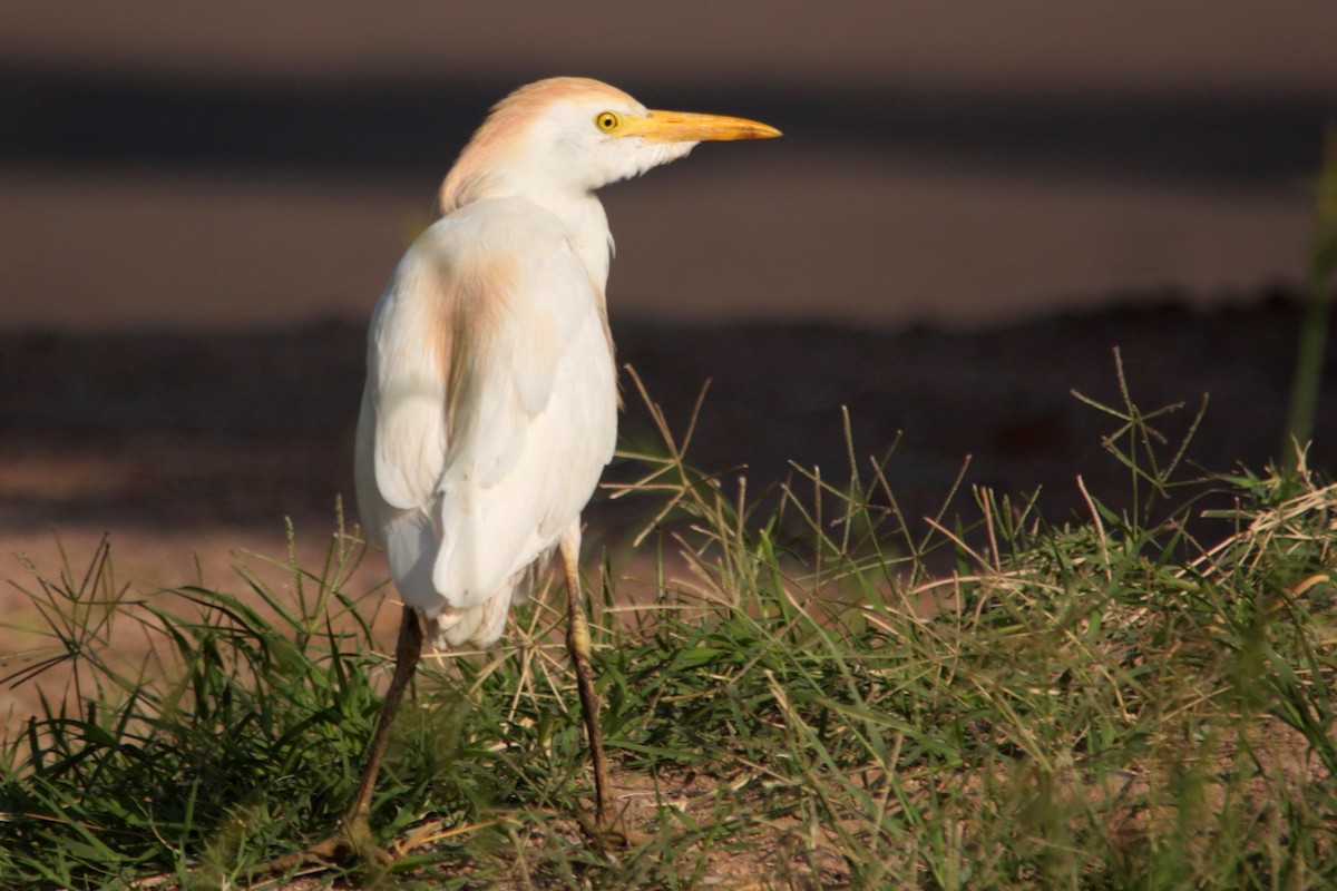 Western Cattle Egret - ML607461861