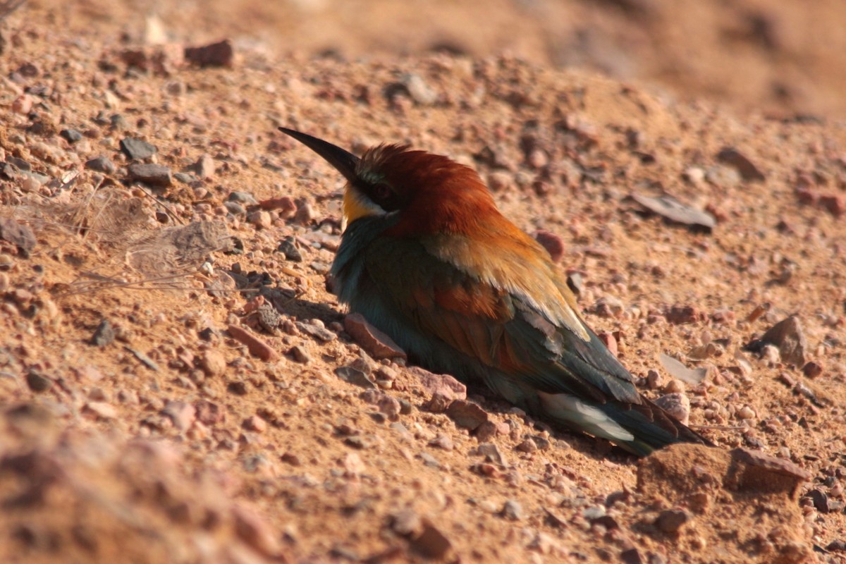 European Bee-eater - ML607461891